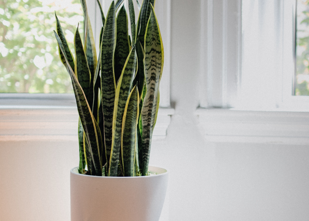 a snake plant in the office
